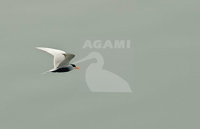 Vliegende Zwartbuikstern; Flying Black-bellied Tern (Sterna acuticauda) stock-image by Agami/Marc Guyt,