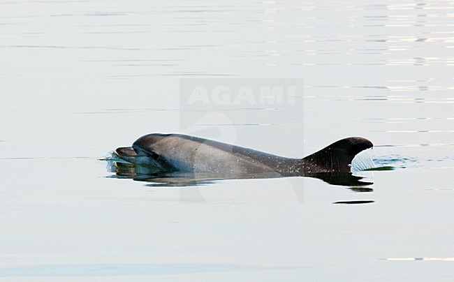 Tuimelaar, Bottlenose Dolphin stock-image by Agami/WJ Strietman,