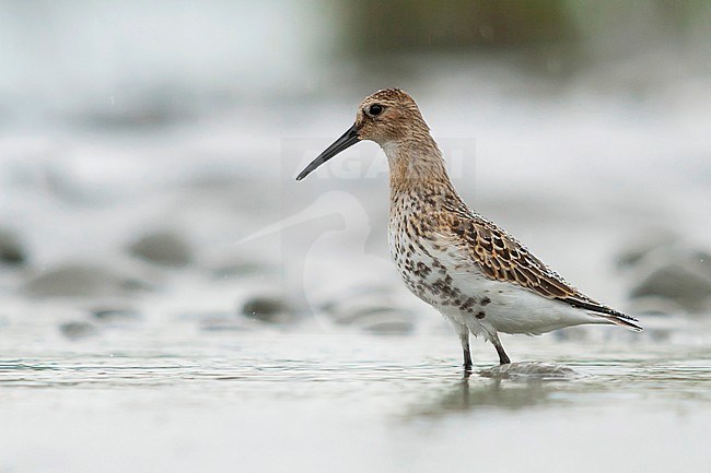 Dunlin - Alpenstrandläufer - Calidris alpina, Germany, 1st cy. stock-image by Agami/Ralph Martin,