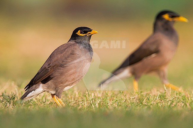 Common Myna - Hirtenmaina - Acridotheres tristis, Oman stock-image by Agami/Ralph Martin,