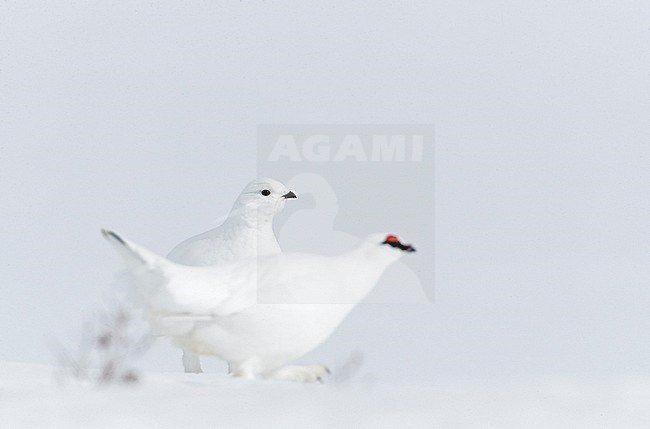 Ptarmigan male and female (Lagopus mutus) Utsjoki Finland April 2019 stock-image by Agami/Markus Varesvuo,