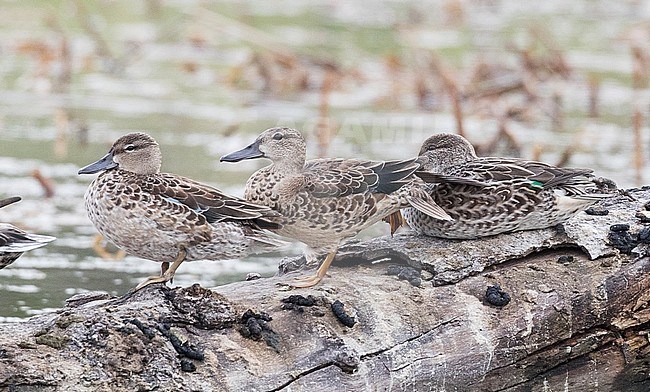 Immature Cinnamon Teal (Spatula cyanoptera) with Blue-winged Teal (left) and Green-winged Teal (right) standing on a log in Texas during November stock-image by Agami/Ian Davies,