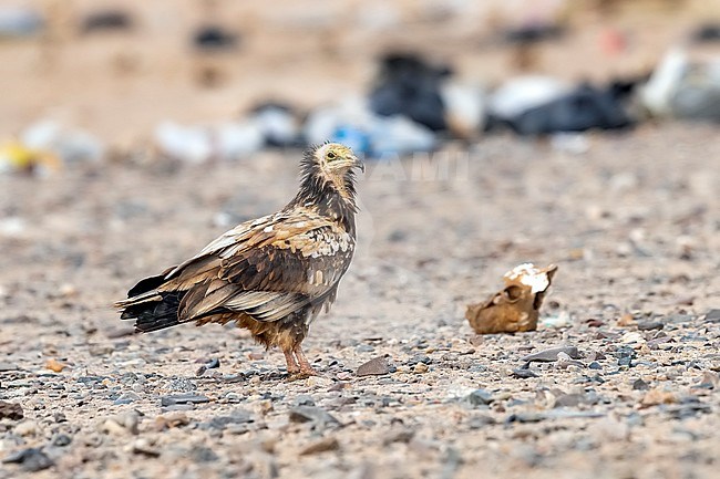 Immature Egyptian Vulture (Neophron percnopterus percnopterus) standing near a dump in the desert near Bir Shelatein in Egypt. stock-image by Agami/Vincent Legrand,