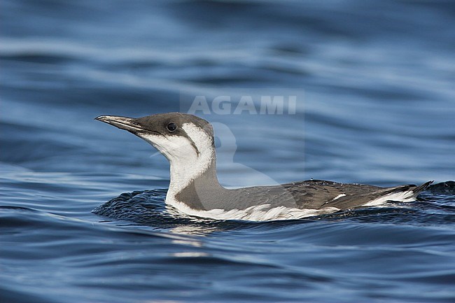 Common Murre (Uria aalge) swimming on the ocean near Victoria, BC, Canada. stock-image by Agami/Glenn Bartley,