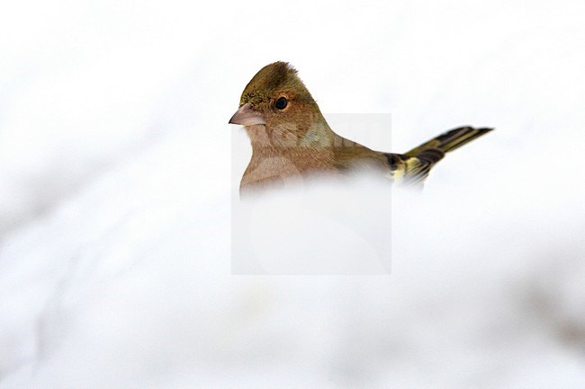 Mannetje Vink; Male Common Chaffinch stock-image by Agami/Daniele Occhiato,