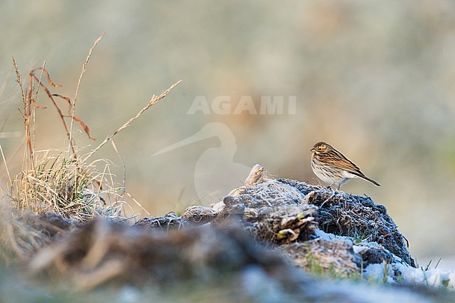 Reed Bunting - Rohrammer - Emberiza schoeniclus ssp. schoeniclus, Germany stock-image by Agami/Ralph Martin,