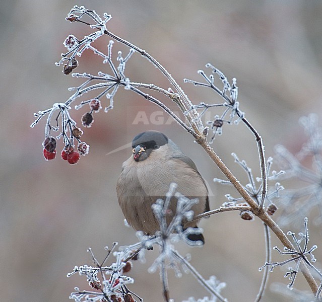 Vrouwtje Goudvink in de winter; Female Eurasian Bullfinch in winter stock-image by Agami/Hans Gebuis,