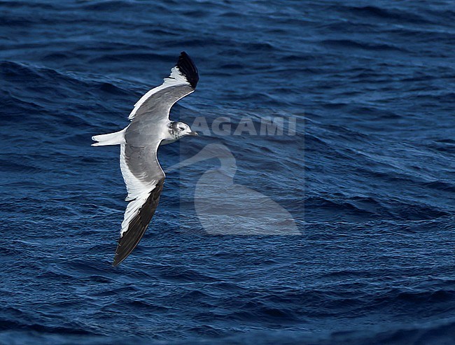 Subadult Sabine's Gull (Xema sabini) in flight over the Atlantic Ocean off northern Spain. stock-image by Agami/Dani Lopez-Velasco,