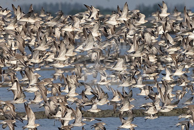 Flock of waders wintering at Laem Pak Bia, Thailand. stock-image by Agami/David Monticelli,