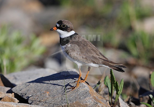 Semipalmated Plover  (Charadrius semipalmatus) male taken the 08/06/2022 at Nome - Alaska - USA stock-image by Agami/Aurélien Audevard,