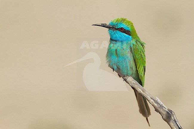 Arabian (Little) Green Bee-eater - Smaragdspint - Merops cyanophrys ssp. muscatensis, Oman, adult stock-image by Agami/Ralph Martin,