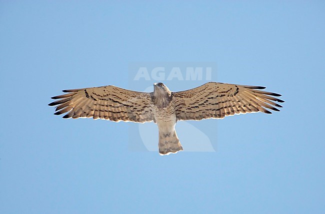 Slangenarend in vlucht; Short-toed Snake Eagle in flight stock-image by Agami/Markus Varesvuo,