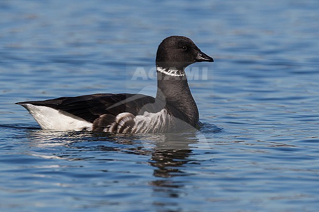 Adult
San Diego Co., CA
December 2012 stock-image by Agami/Brian E Small,