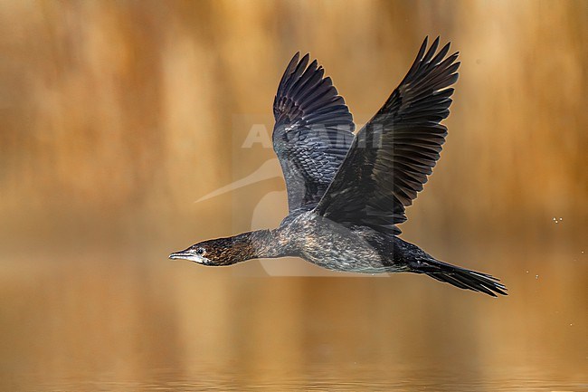 Pygmy Cormorant, Microcarbo pygmeus, in Italy. stock-image by Agami/Daniele Occhiato,