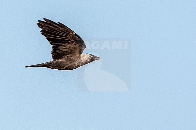 Western Jackdaw (Corvus monedula) in flight against blue sky on Lesvos, Greece. stock-image by Agami/Marc Guyt,