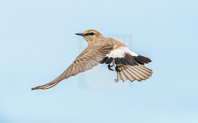 Male Isabelline Wheatear flying over the steppe of Kazakhstan. May 2017. stock-image by Agami/Vincent Legrand,