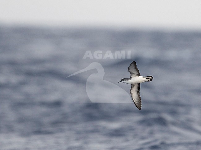 Barolo shearwater (Puffinus baroli), flying over the Atlantic Ocean near Madeirs. This is a small species of shearwater which breeds in the Azores and Canaries of Macaronesia in the North Atlantic Ocean. stock-image by Agami/Martijn Verdoes,