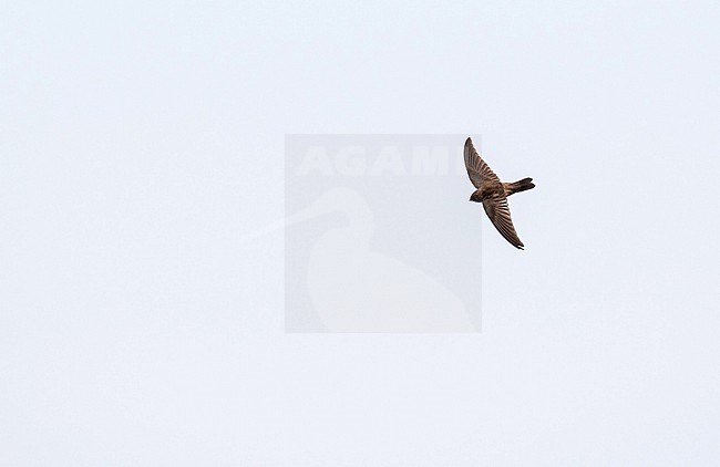 Marquesan Swiftlet (Aerodramus ocistus), endemic to French Polynesia. stock-image by Agami/Pete Morris,