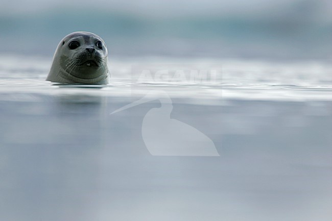 Gewone zeehond met kop zichtbaar; Common Seal with head visible stock-image by Agami/Menno van Duijn,