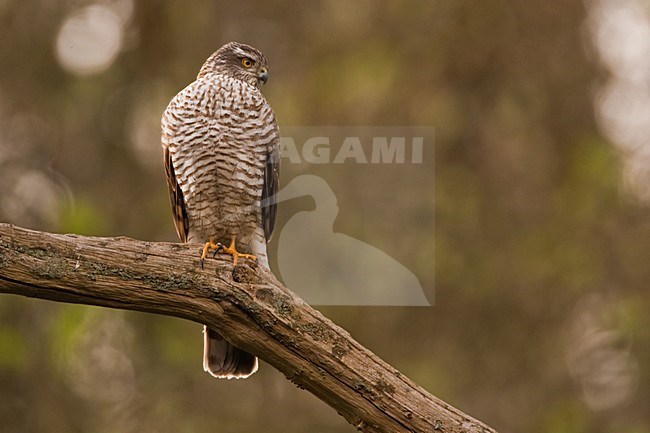 Vrouwtje Sperwer zittend op tak, Eurasian Sparrowhawk female perched on a branch stock-image by Agami/Menno van Duijn,