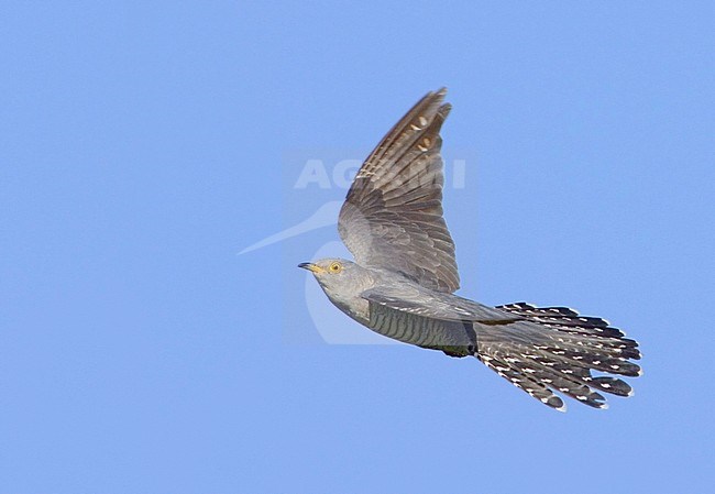 Male Common Cuckoo (Cuculus canorus) in flight in Italy. Seen from the side. stock-image by Agami/Daniele Occhiato,