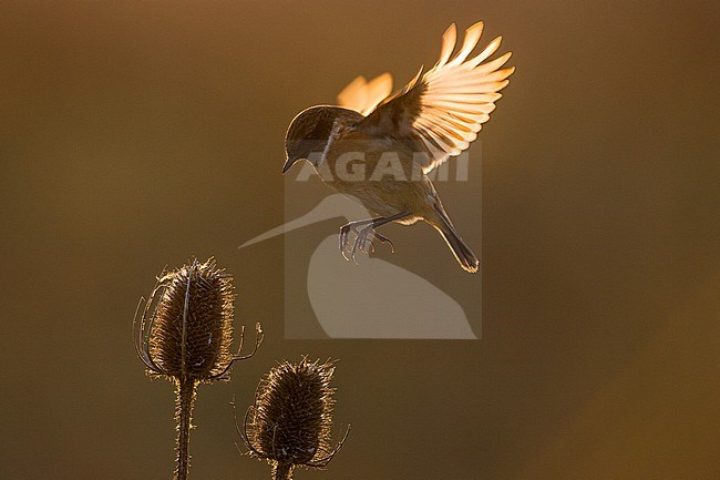European Stonechat, Saxicola rubicola) hovering for a flower in the dunes of Katwijk, Netherlands. stock-image by Agami/Menno van Duijn,