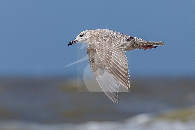 This bird was seen among thousand of gulls near Egmond aan zee in the Netherlands. stock-image by Agami/Vincent Legrand,