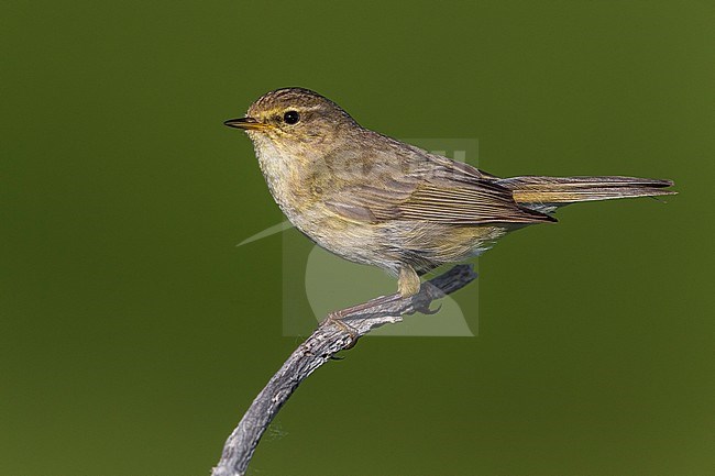 Tjiftjaf, Common Chiffchaff stock-image by Agami/Daniele Occhiato,