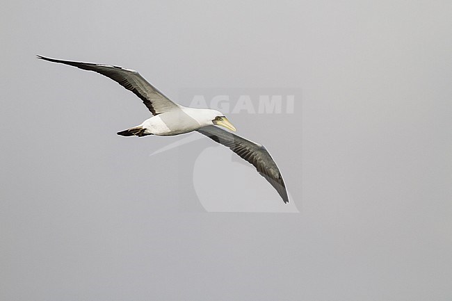 Masked Booby - Maskentölpel - Sula dactylatra ssp. melanops, Oman, adult stock-image by Agami/Ralph Martin,