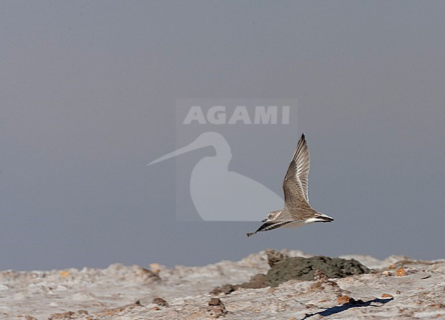 Adult Kentish Plover (Charadrius alexandrinus) during autumn at the coast of Andalusia in southern Spain. Flying away. stock-image by Agami/Marc Guyt,