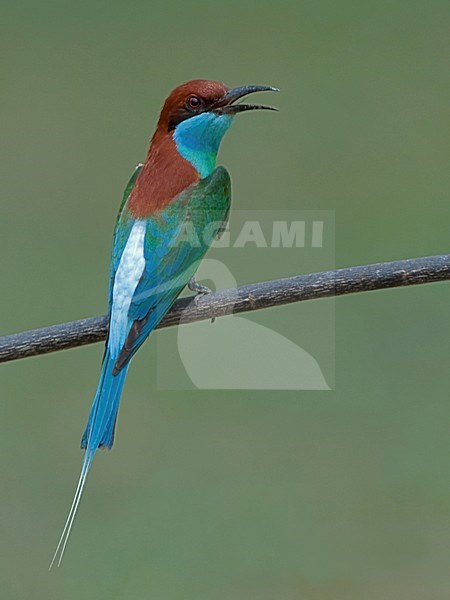 Roepende Maleise Bijeneter, Blue-throated Bee-eater calling stock-image by Agami/Alex Vargas,