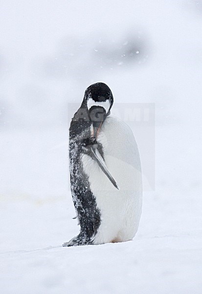 Gentoo Penguin preening; EzelspinguÃ¯n veren poetsend stock-image by Agami/Marc Guyt,