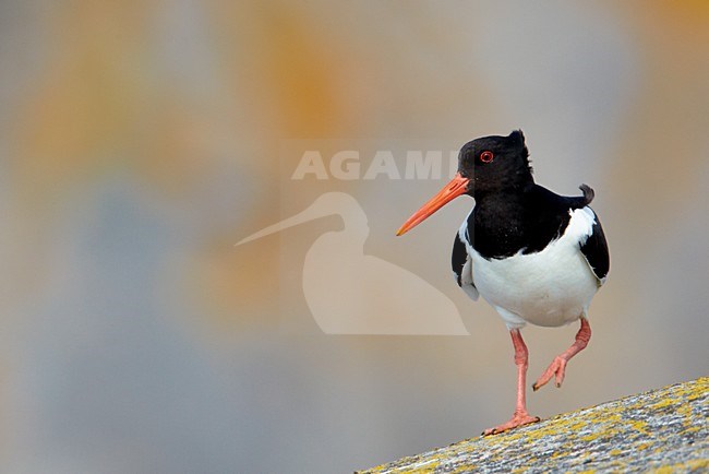 Scholekster op een rots; Eurasian Oystercatcher perched on a rock stock-image by Agami/Markus Varesvuo,