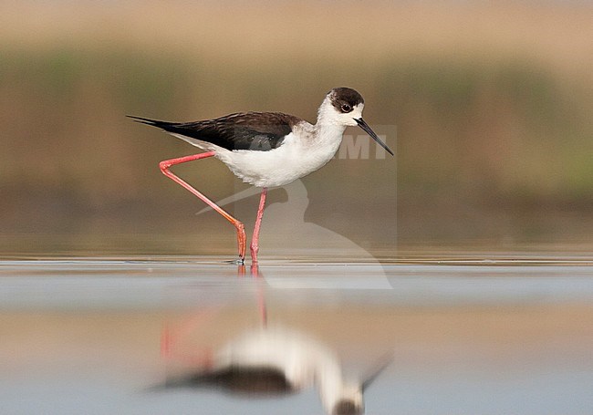 Steltkluut volwassen lopend in water; Black-winged Stilt adult walking in water stock-image by Agami/Marc Guyt,