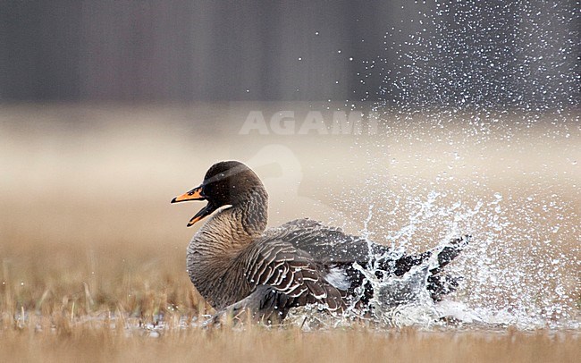 Poetsende Taigarietgans, Taiga Bean Goose preening stock-image by Agami/Jari Peltomäki,