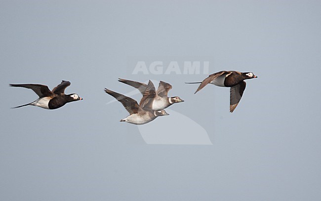 Groep IJseenden in zomerkleed in de vlucht; Group of Long-tailed Ducks in breeding plumage in flight stock-image by Agami/Markus Varesvuo,