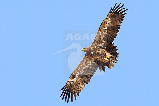 Steppe Eagle (Aquila nipalensis orientalis), juvenile in flight stock-image by Agami/Saverio Gatto,