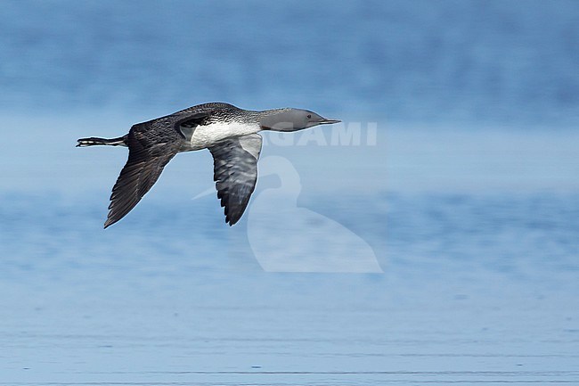 Adult breeding Red-throated Diver (Gavia stellata) in flight at Churchill, Manitoba, Canada.
June 2017 stock-image by Agami/Brian E Small,