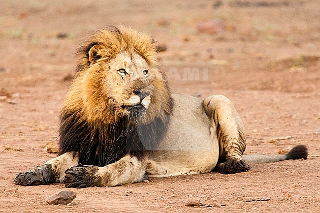 Lion (Panthera Leo) male resting at Kruger National Park in summer stock-image by Agami/Caroline Piek,