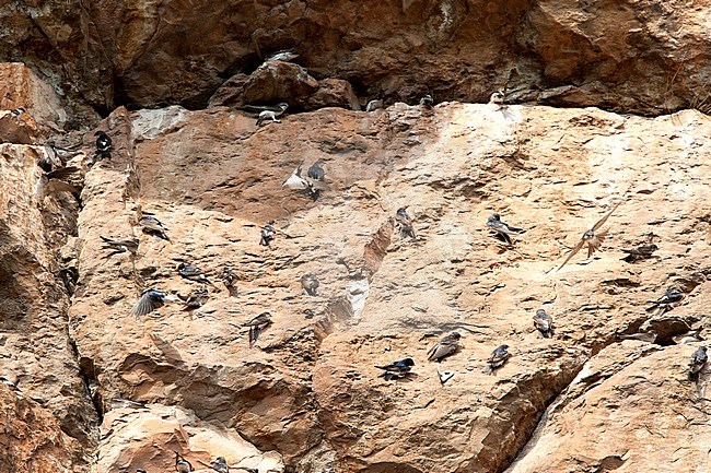 Huiszwaluw; Common House Martin stock-image by Agami/Roy de Haas,