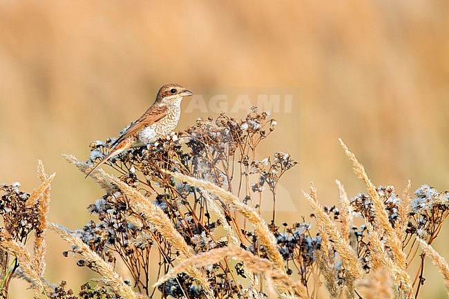 Grauwe Klauwier zittend op plant; Red-backed Shrike perched on plant stock-image by Agami/Menno van Duijn,