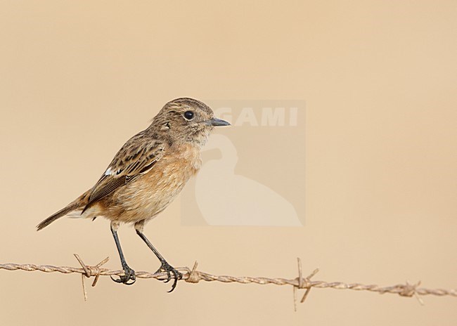 Vrouwtje Roodborsttapuit, Female European Stonechat stock-image by Agami/Markus Varesvuo,