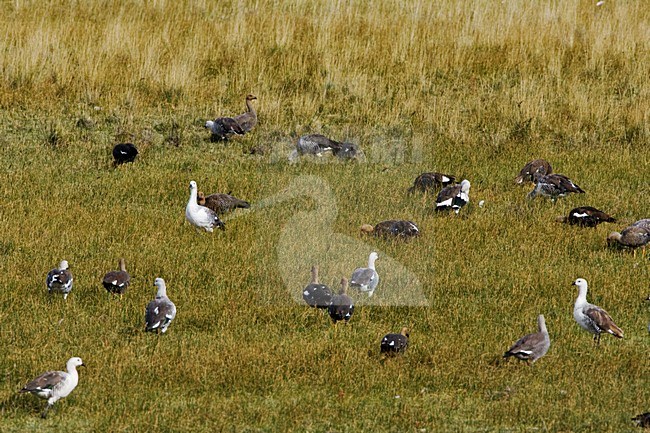 Groep Magelhaenganzen; Flock of Upland Goose stock-image by Agami/Marc Guyt,