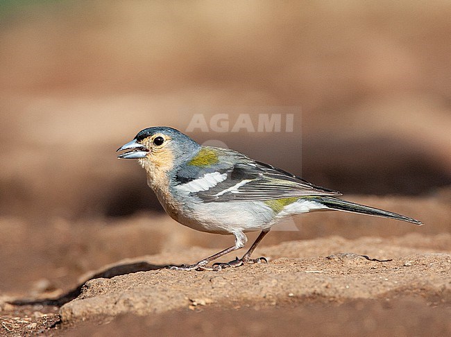Madeira Chaffinch (Fringilla coelebs maderensis), an island endemic subspecies from the Chaffinch on Madeira island. stock-image by Agami/Marc Guyt,