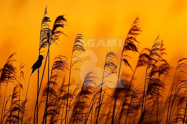 Snor; Savi's Warbler; stock-image by Agami/Chris van Rijswijk,