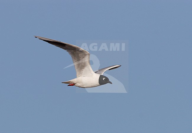 Adulte Chineese kokmeeuw vliegend in blauwe lucht. Adult Saunders's Gull flying against blue sky stock-image by Agami/Ran Schols,