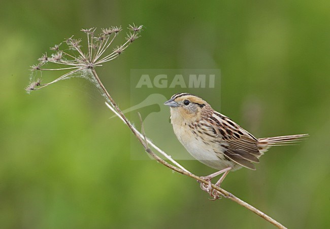 LeContes Gors; LeConte\'s Sparrow stock-image by Agami/Mike Danzenbaker,