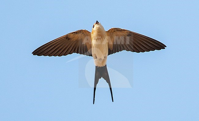 Adult Red-rumped Swallow (Cecropis daurica) in spring on the island on Lesvos, Greece. Seen from below, flying against a blue sky. stock-image by Agami/Marc Guyt,