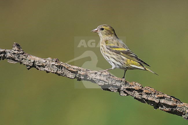 Eurasian Siskin; sijs stock-image by Agami/Alain Ghignone,