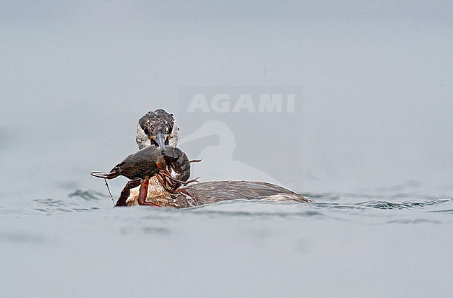 Roodhalsfuut; Red-necked Grebe stock-image by Agami/Alain Ghignone,